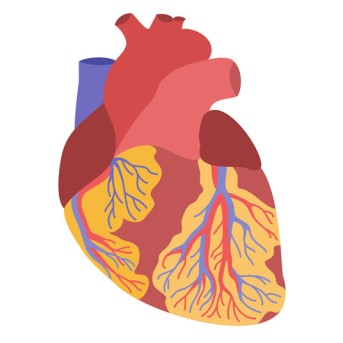 Minimally Invasive Heart Valve Surgery by OrangeCountySurgeons.org - 2